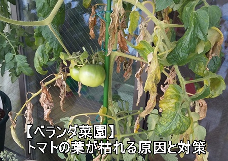 ベランダ菜園初心者 トマトの葉が枯れる原因と対策 日照不足